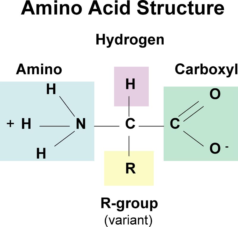 Amino-acid-structure.jpg