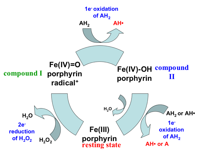 Peroxidase cycle.png