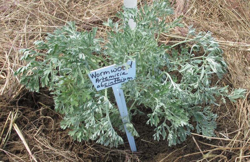 File:Wormwood.jpg