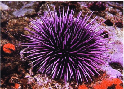 Purple-sea-urchin.png