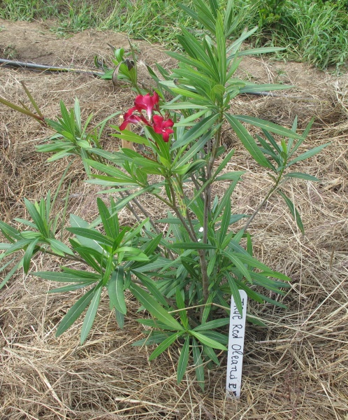 File:Oleander.jpg