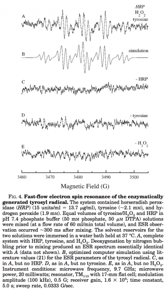 File:Tyrosyl rad HRP.png
