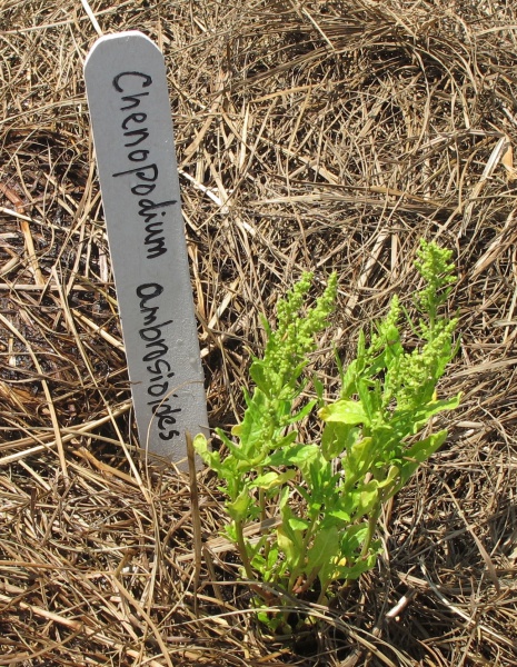 File:Chenopodium.jpg
