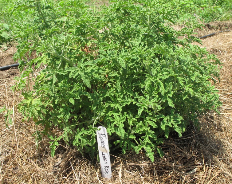 File:Roberts Lemon Rose.jpg