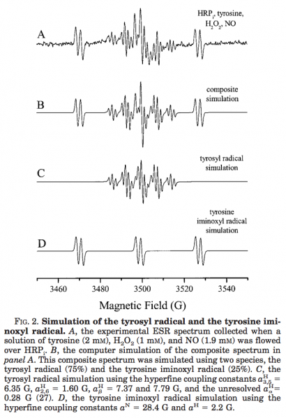 File:TyrosylNO rad HRP.png