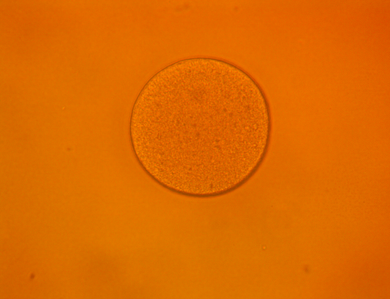 File:Single su egg 070919.png