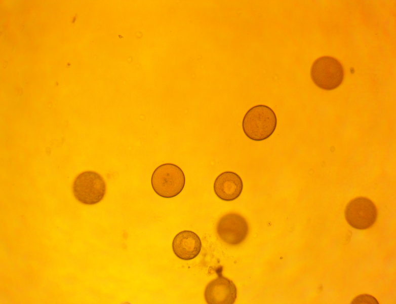 File:Su eggs 2 070919.png