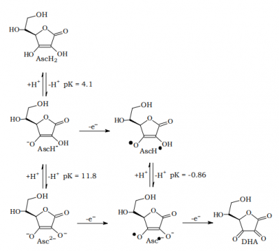 Ascorbate 01.PNG