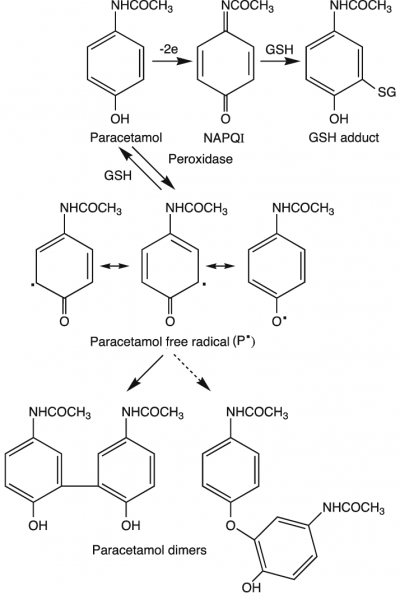 Metabolism-of-paracetamol-by-the-peroxidase-function-of-COX-isoenzymes-and-by.png