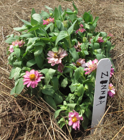 File:Zinnia.jpg
