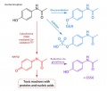 APAP Metabolic Pathway.png