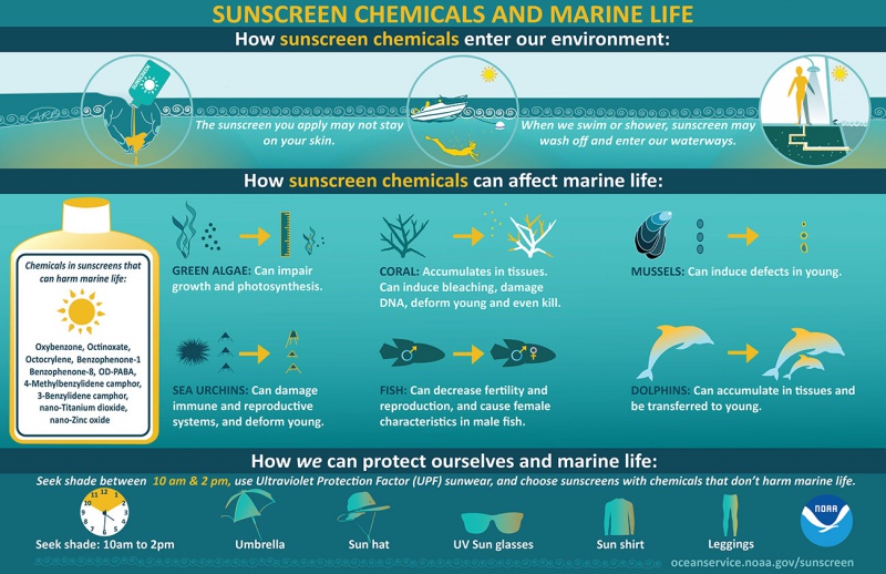 Infographic Sunscreen Chemicals and Marine Life.jpg
