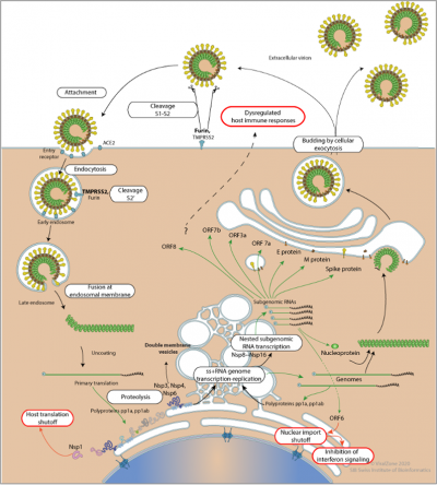 COVID Life cycle.png