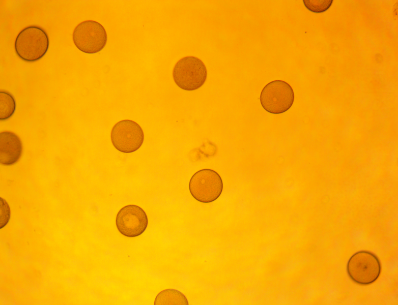 File:Su eggs 3 070919.png