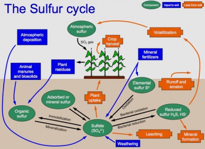 SulfurCycle.jpg