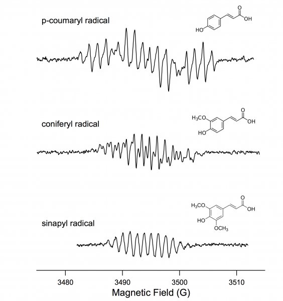 File:Ligin Monomer radicals.png